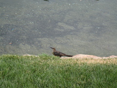 Quiscalus mexicanus