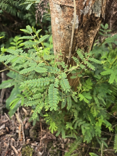 Acacia koa, 2026-10-19