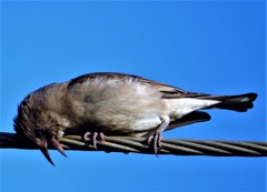 Gymnoris xanthocollis