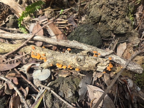 Calocera, 2026-10-19