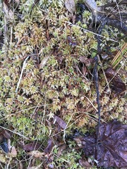 Sphagnum centrale