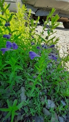Scutellaria scordifolia