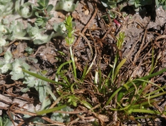 Triglochin scilloides