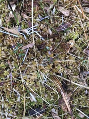Sphagnum centrale