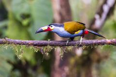 Plate-Billed Mountain Toucan photo 3