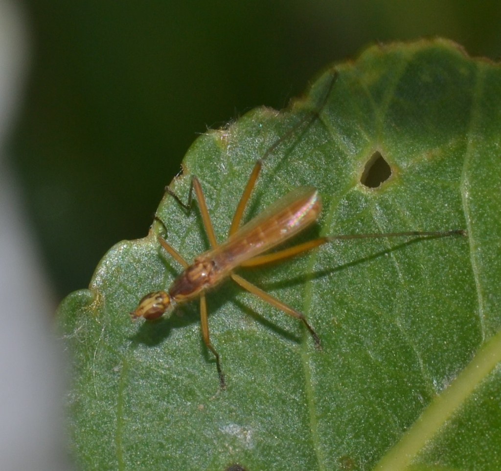 Micropeza lineata