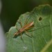 Micropeza lineata - Photo (c) latimeria-co, algunos derechos reservados (CC BY-NC), subido por latimeria-co