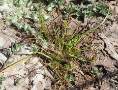 Triglochin scilloides