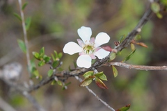 Leptospermum squarrosum