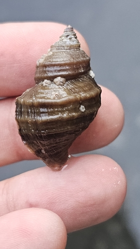 Nucella lamellosa observed 2026-10-15