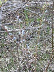 Salix × reichardtii