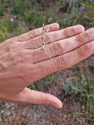 Mediterranean Conehead Mantis