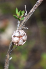 Leptospermum squarrosum