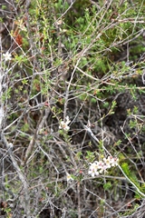 Leptospermum squarrosum