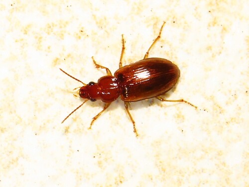 Bradycellus