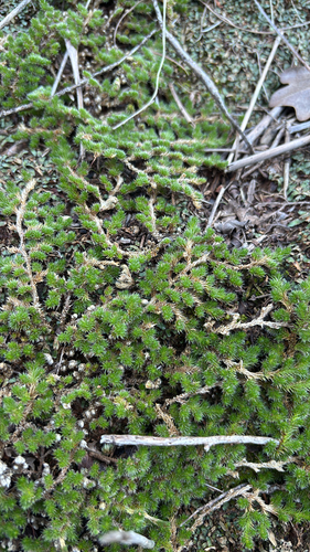 Peruvian Spikemoss