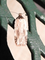 Agonopterix atrodorsella
