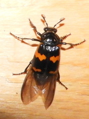 Nicrophorus sayi