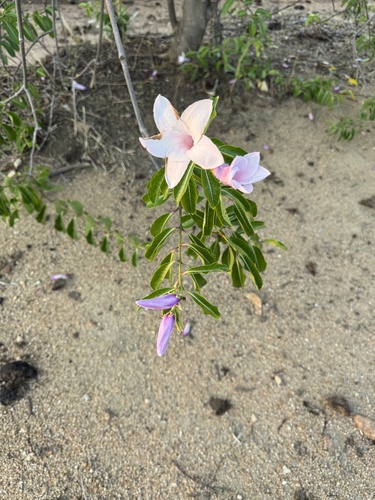 Cryptostegia grandiflora observed 2026-10-20