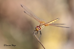 Trithemis