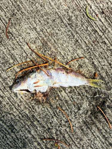 Pinna observed 2026-10-19