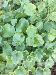 Campanula poscharskyana
