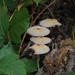 Coprinellus xanthothrix - Photo (c) Aidan Campos, some rights reserved (CC BY-NC), uploaded by Aidan Campos