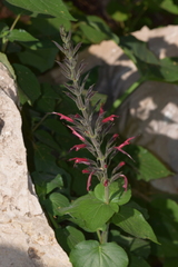Salvia longistyla