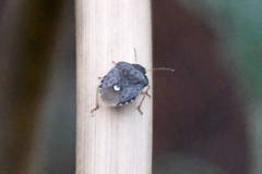 Holcostethus abbreviatus