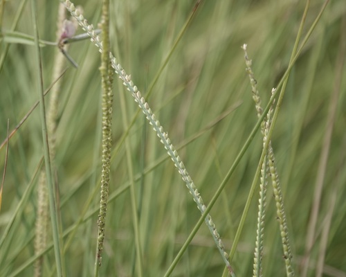 Paspalum monostachyum, 2026-10-19