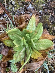 Primula miyabeana