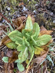 Primula miyabeana