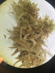 Sphagnum centrale