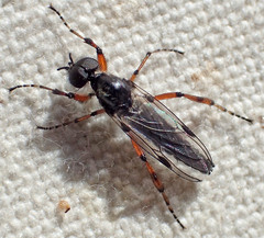 Bibio xanthopus