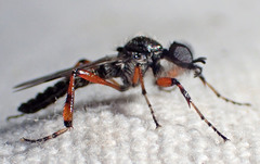 Bibio xanthopus