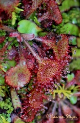 Drosera burkeana