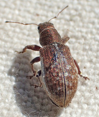 Pachyrhinus californicus