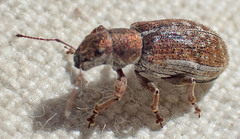 Pachyrhinus californicus