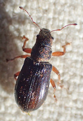 Pachyrhinus californicus