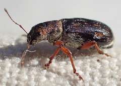 Pachyrhinus californicus