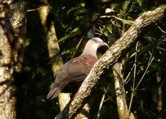 Ducula badia