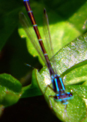 Ischnura perparva