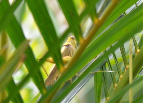 Javanese Grasshopper photo 5