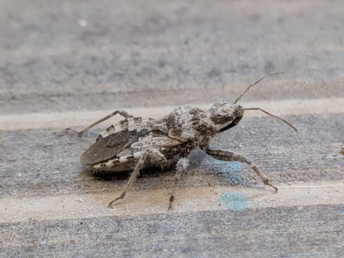Coranus griseus