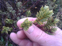 Pimelea gnidia