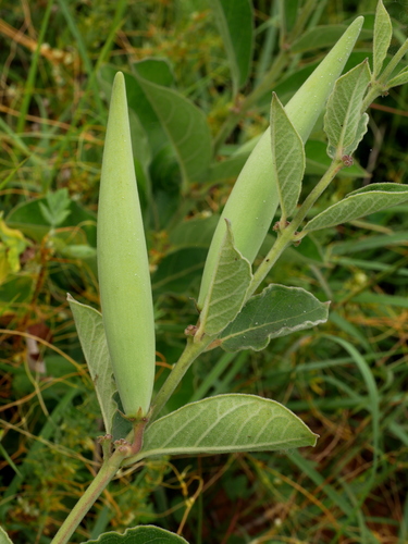 Image of Vincetoxicum atratum by (c) Jacy Chen, some rights reserved (CC BY)