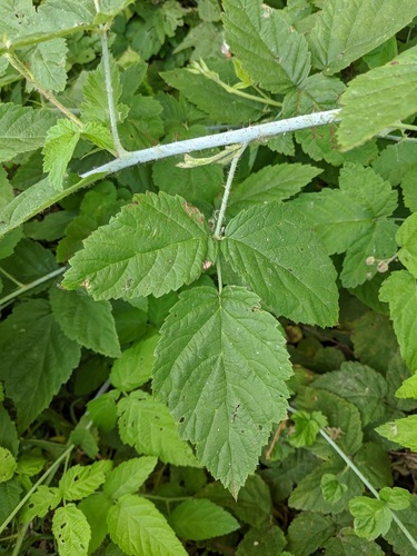 iNaturalist observation photo of trailing blackberry