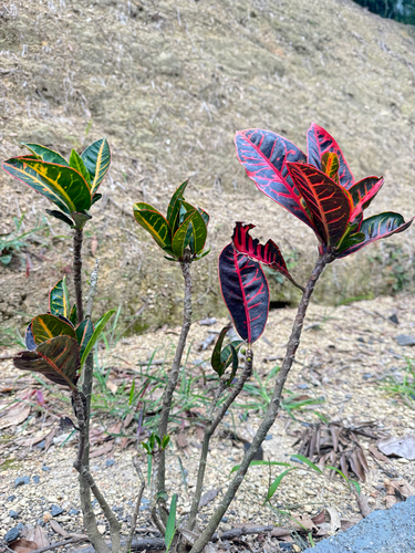 Codiaeum variegatum observed 2026-10-19