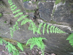Cystopteris bulbifera