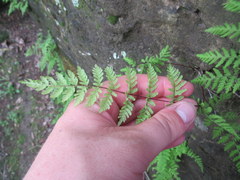 Cystopteris bulbifera